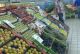 Coopérative Agricole Al Arabiya