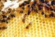 تعاونية الرحيق لتربية النحل