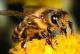 abeilles