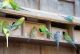 AVICULTURE